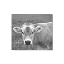 Le joli portrait de vache de Jersey