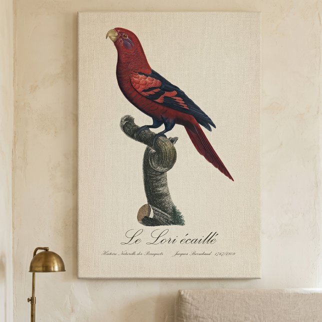 Toile Le Lori ecaille / Lory à rayures bleues (Blue-Streaked Lory, Trichoglossus reticulatus. Canvas Print)