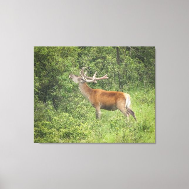 Toile Le majestueux Red Deer dans la forêt (Recto)