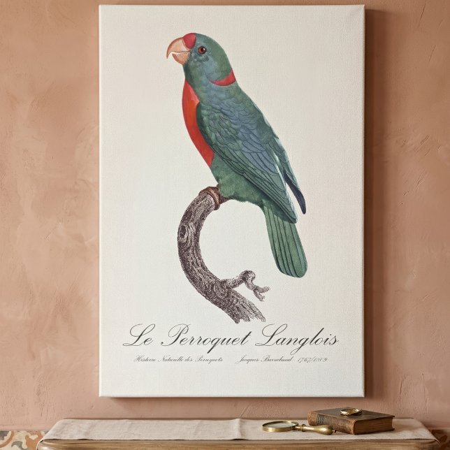 Toile Le Perroquet Langlois (Le Perroquet Langlois by Jacques Barraband. Canvas Print)