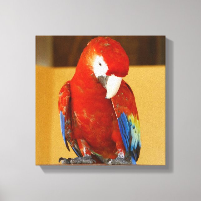 Toile Le perroquet tropical de Macaw au Mexique (Recto)