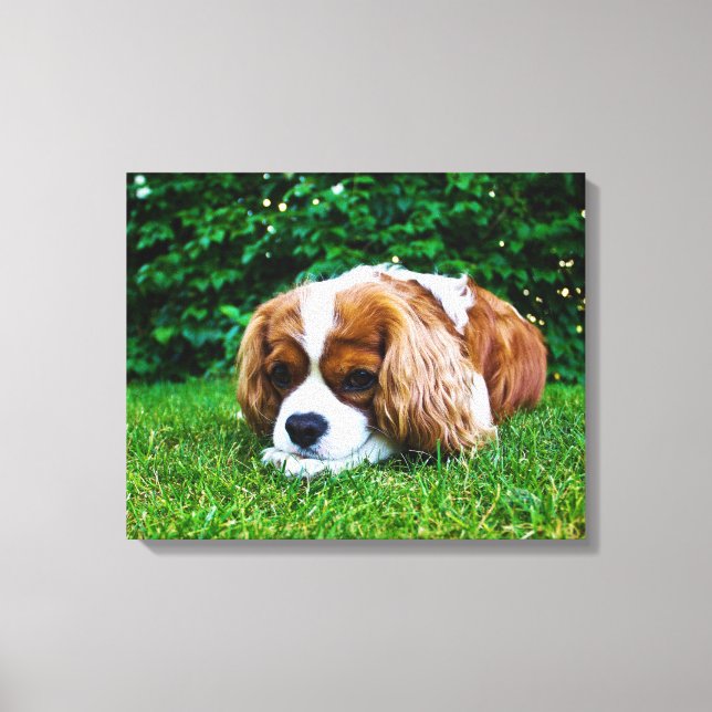 Toile Le roi Cavalier Charles Spaniel Blenheim en herbe (Recto)