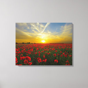 Toile le spectaculaire pavot rouge