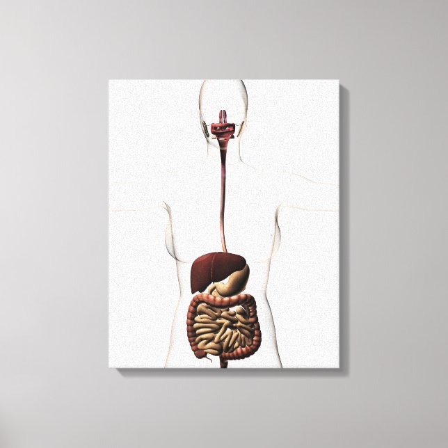 Toile Le système digestif humain 2 (Recto)