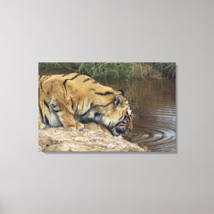 Toile L'eau de recouvrement de tigre (Panthera le Tigre)