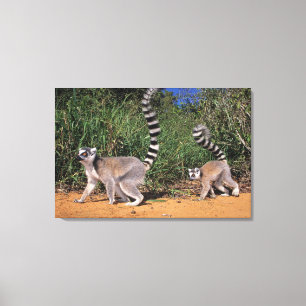 Toile Lémuriens à queue annelée (Lemur Catta), Berenty