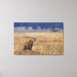 Toile Léopard africain dans les prairies, Kenya, Afriqu
