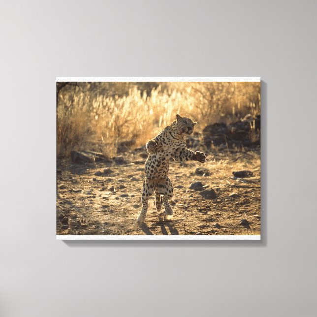 Toile Léopard africain sur les pattes arrières, Namibie, (Recto)