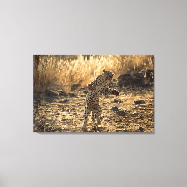 Toile Léopard africain sur les pattes arrières, Namibie, (Recto)