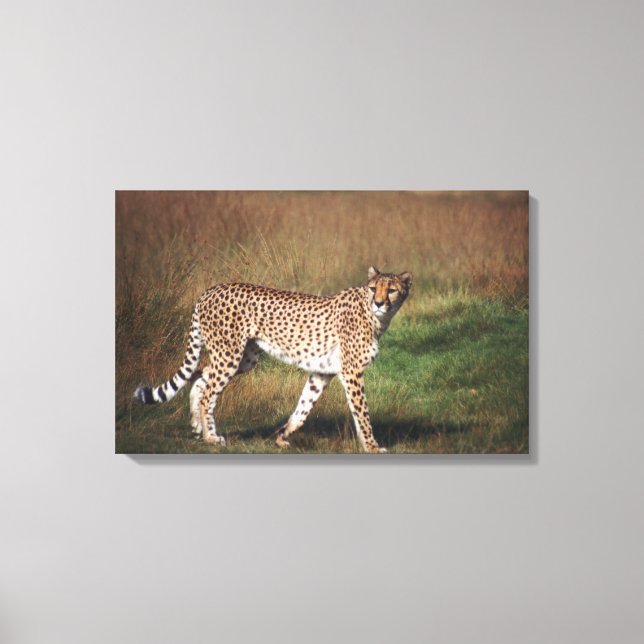 Toile Leopard dans la plaine (Recto)