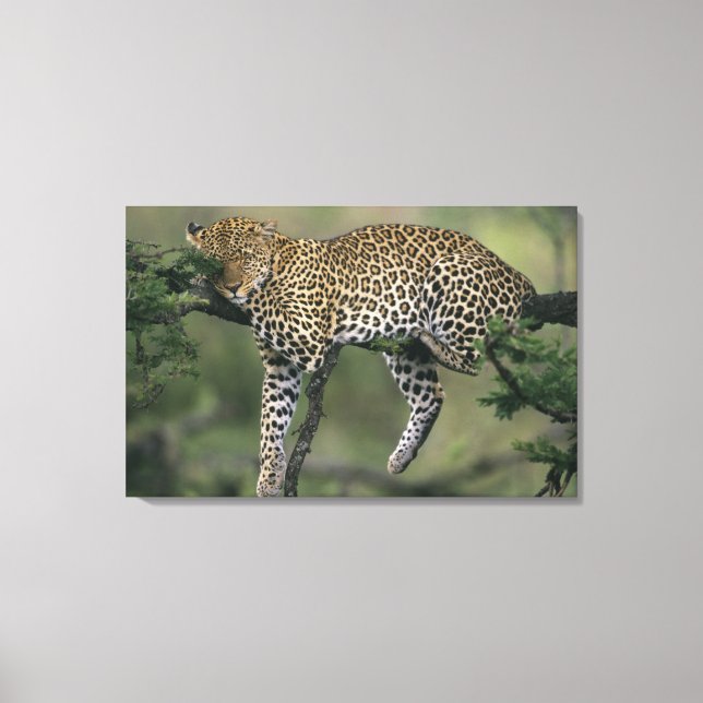 Toile Léopard, (Panthera pardus), Kenya, Masai Mara (Recto)