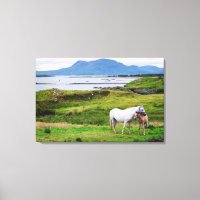 Les Chevaux du Connemara | Galway, Irlande
