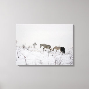 Toile Les chevaux sauvages dans la neige choisissent