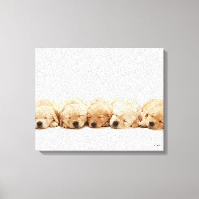 Toile Les chiots de l'golden retriever (Recto)