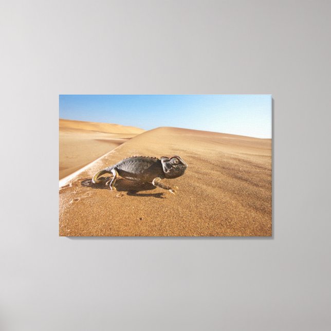 Toile Les déserts | Namaqua Chameleon dans le désert (Recto)
