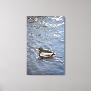 Toile Les Etats-Unis, Maine, Camden, canard de Mallard