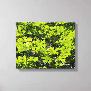 Toile Les Feuilles de la forêt