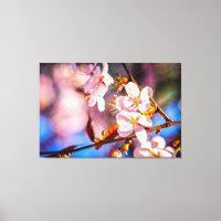 Les magnifiques fleurs de Sakura