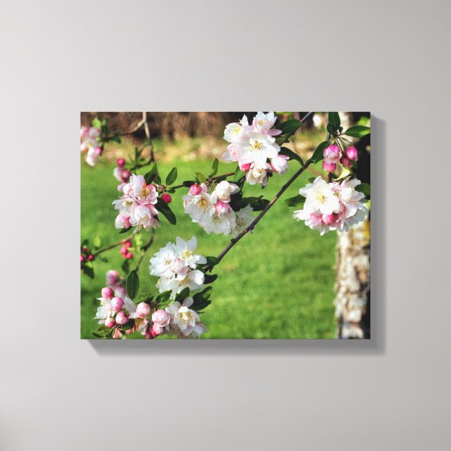 Toile Les Premières Fleurs Rose Et Blanc Du Printemps (Recto)