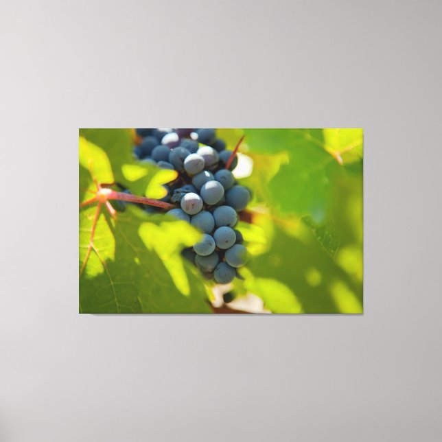 Toile Les raisins sur la vigne (Recto)