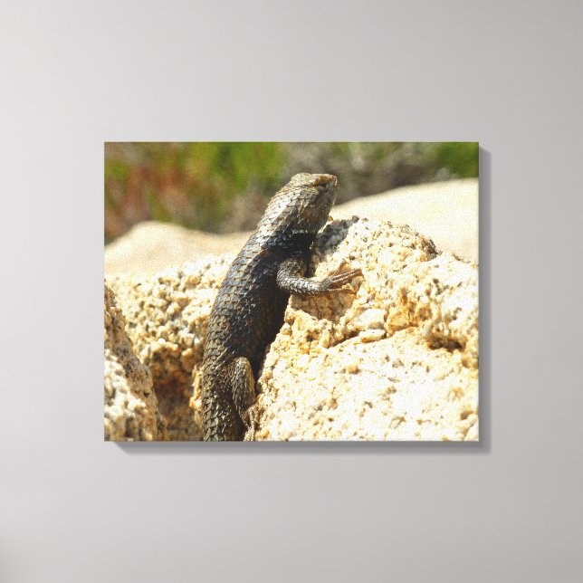 Toile Lézard épineux à dos jaune à Joshua Tree (Recto)