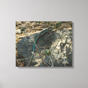 Toile Lézard fouet de l'île d'Aruba Photographie d'anima