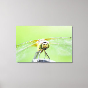 Toile Libellule (infuscatum de Sympetrum) 2