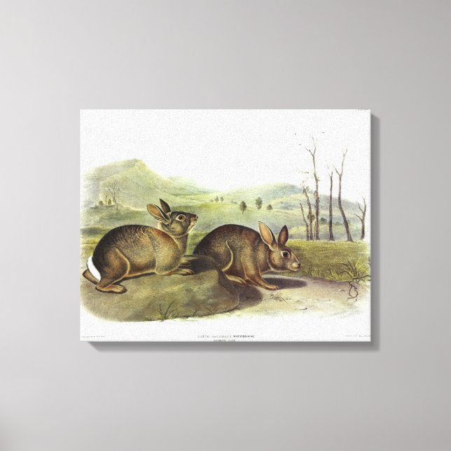 Toile Lièvre de Bachman, Lapin à brosse occidentale par  (Recto)