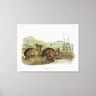 Toile Lièvre de Bachman, Lapin à brosse occidentale par