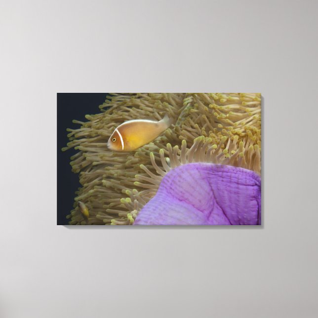 Toile Life sous-marine; POISSON : Poisson clown (rose (Recto)