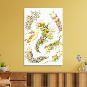 Toile Limaces de mer par Ernst Haeckel, Nudibranchia vin