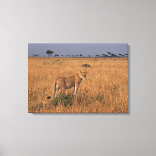 Toile Lion