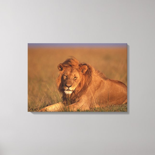 Toile Lion (Recto)