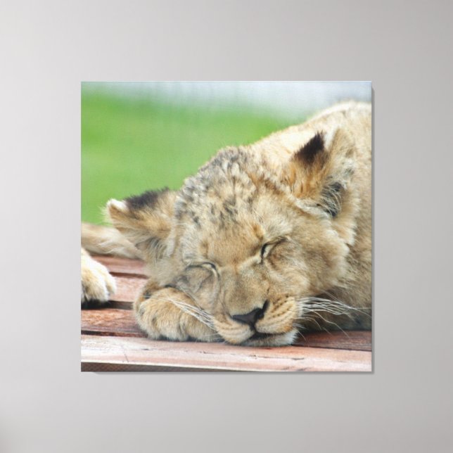 Toile Lion 014 (Recto)
