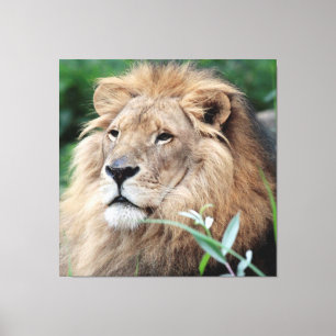 Toile Lion 021