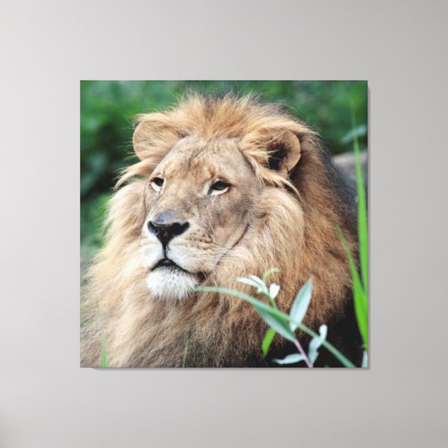 Toile Lion 021 (Recto)