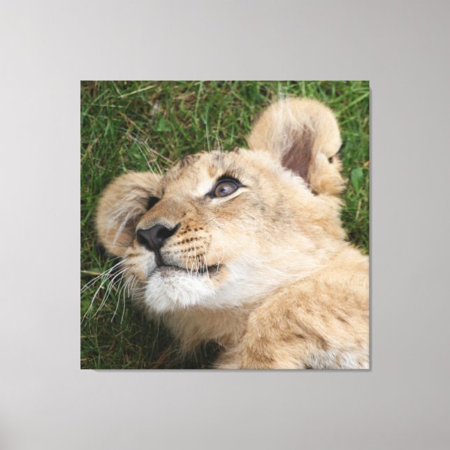 Toile Lion 022 (Recto)