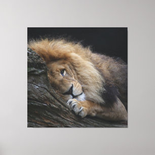 Toile Lion 030