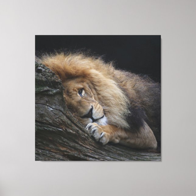 Toile Lion 030 (Recto)