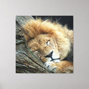 Toile Lion 036