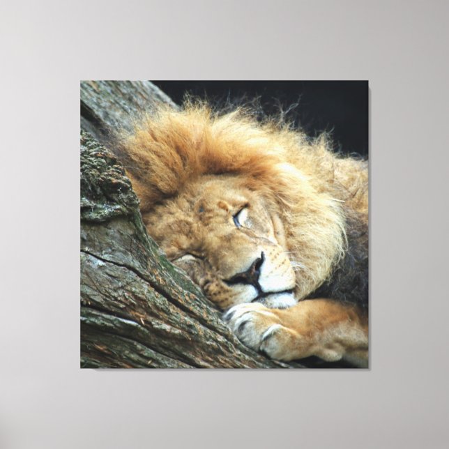 Toile Lion 036 (Recto)