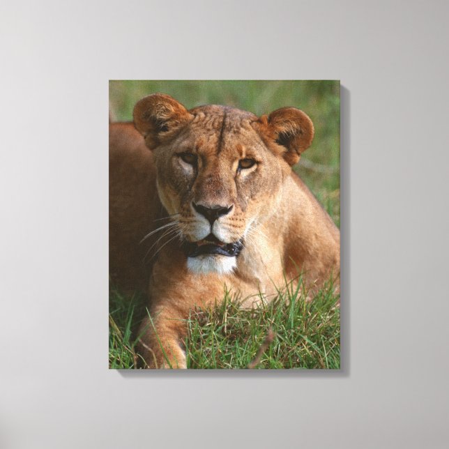 Toile Lion 10 (Recto)
