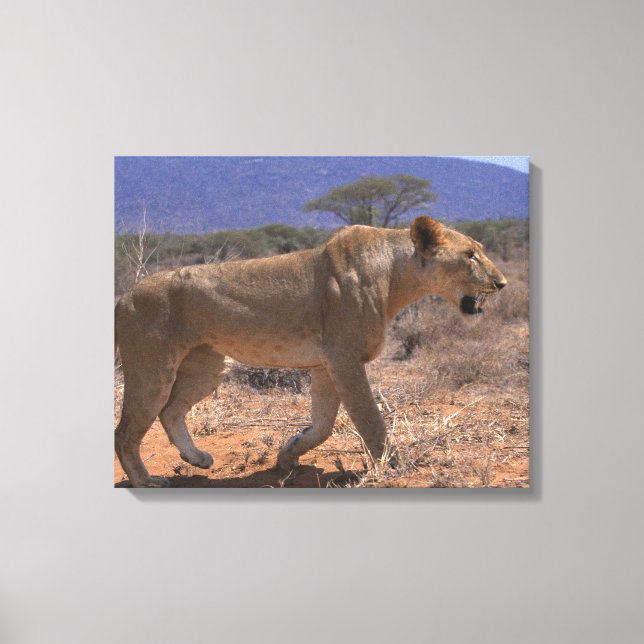 Toile Lion 3 (Recto)