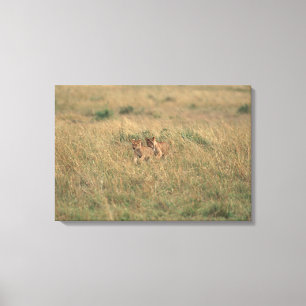Toile Lion 9