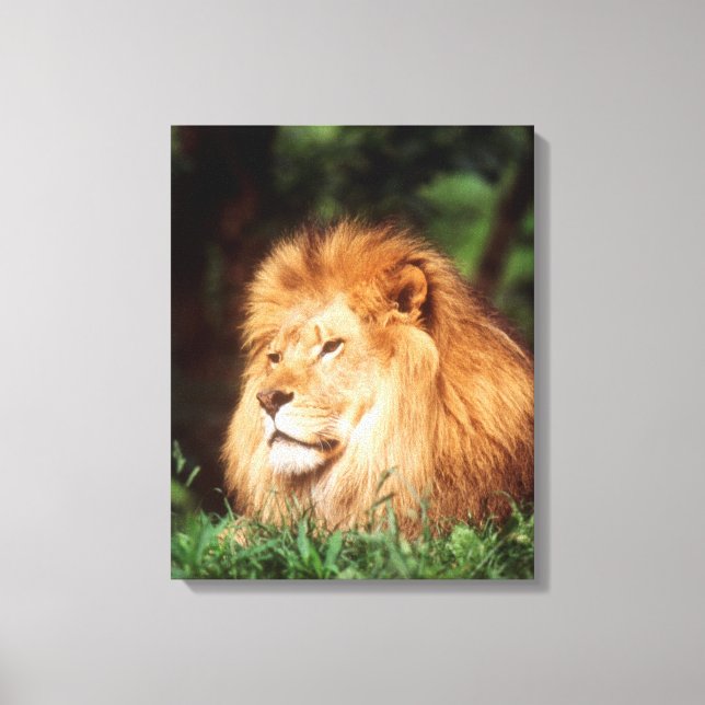 Toile Lion adulte mâle (Recto)