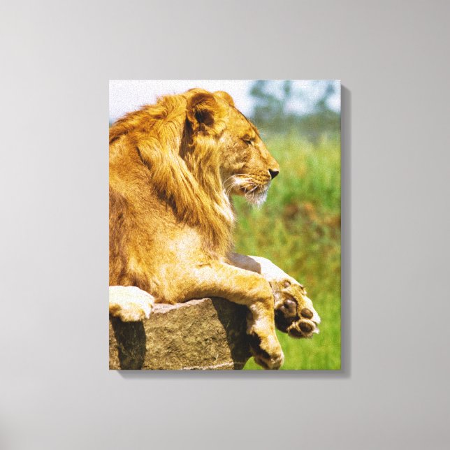 Toile Lion allongé sur un rocher (Recto)