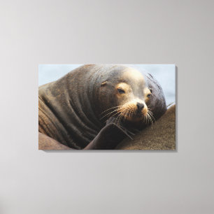 Toile Lion de mer de Californie au repos