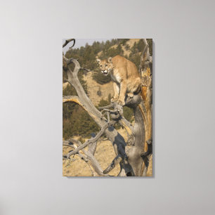 Toile Lion de montagne, aka puma, couguar ; Puma concolo