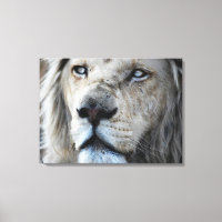 Lion écoute mon pouls Afrique