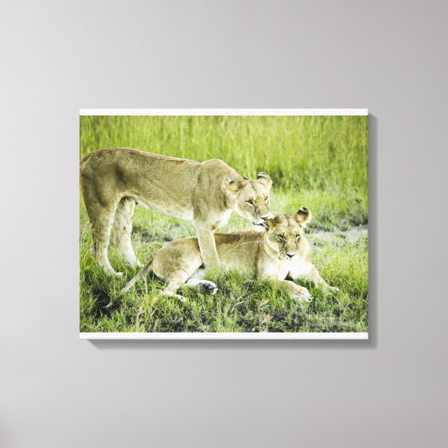 Toile Lion et lionne, Afrique (Recto)
